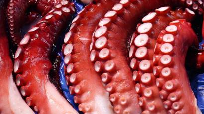 Octopus
